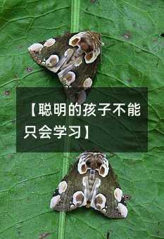 【聰明的孩子不能只會學習】