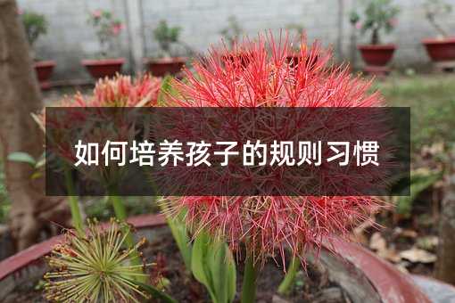 ������B(y��ng)���ӵ�Ҏ(gu��)�t��(x��)�T