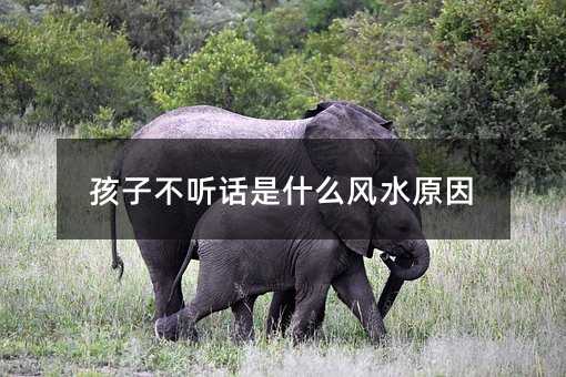 ���Ӳ� Ԓ��ʲô�Lˮԭ��