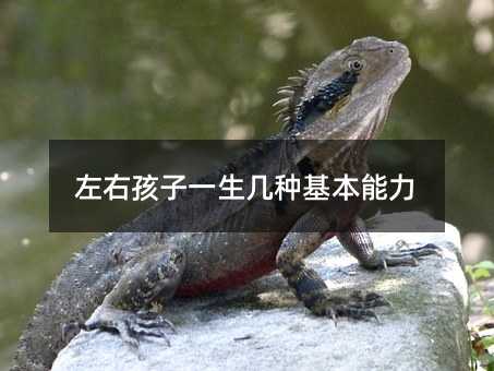 左右孩子一生幾種基本能力