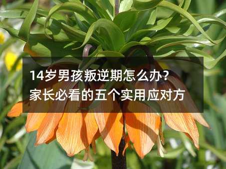 14歲男孩叛逆期怎么辦?家長必看的五個實用應(yīng)對方法