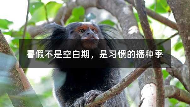 暑假不是空白期,是習(xí)慣的播種季