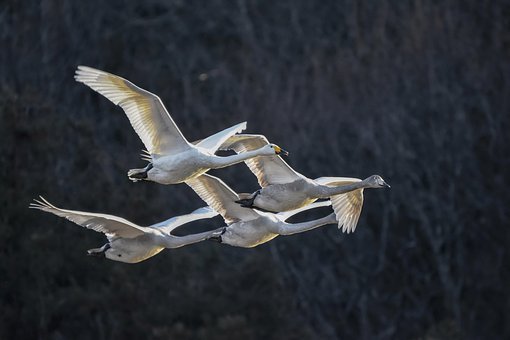 ���҂����ţ���ĸ��(w��)���J(r��n)�挦(du��)��С���ӵ�����...