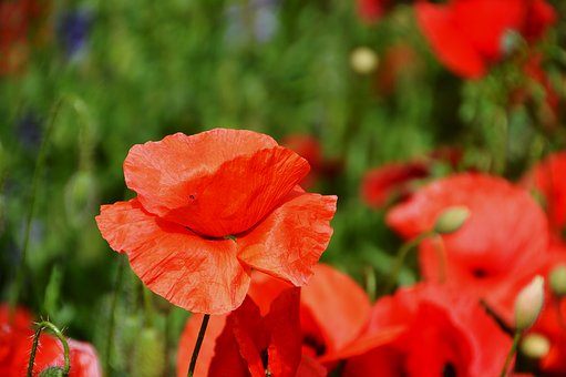 互聯(lián)網資源:互聯(lián)網上有大量的數(shù)學學習資源...