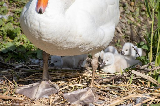 ��߸����Z�ĳɿ�����÷���