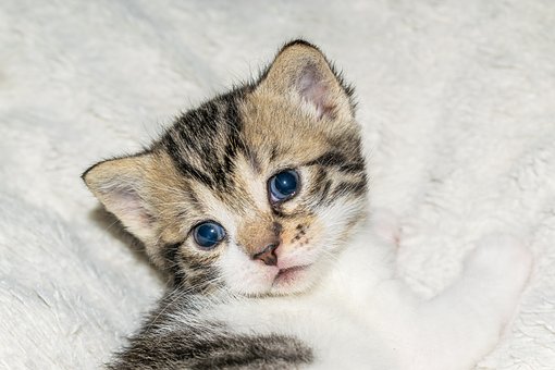 �@�ӵĈ��������ǲ���Ҳ�X���������R�أ�