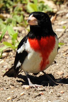 原因五:社交問題