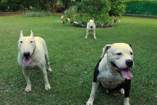 2.2 理解孩子的想法和需求