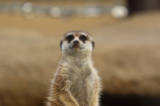 4. 建立精神鏈接