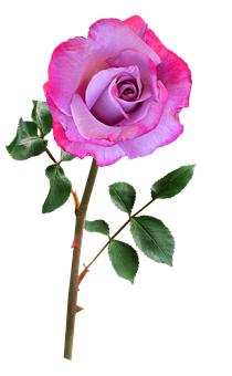 孩子玩手機怎么教育 文庫