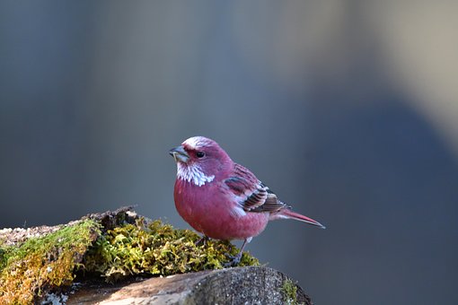 家長對孩子心理健康評價表