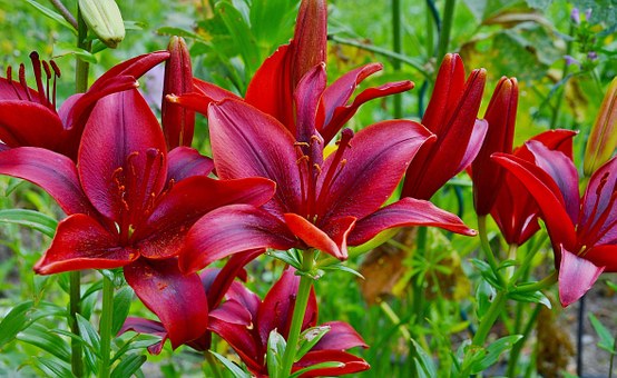 家長如何與老師有效溝通,關(guān)注孩子的學(xué)習(xí)與成長