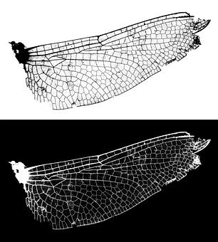 ��W(xu��)���������塱���W(xu��)��(x��)߀�ǵ�һλ ����ֻ�ǇLԇ