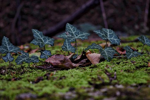 ���к��Ӆ��W��ԭ�򼰽�Q����