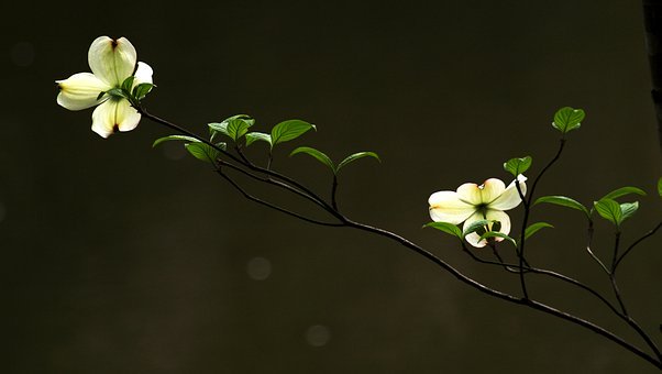 父親如何與青春期的女兒溝通
