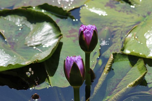 孩子回家不寫作業怎么辦