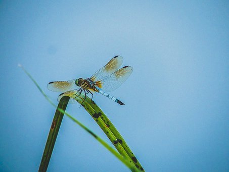 09年南方醫科大學發出首批錄取通知書