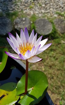 �Ϻ����ø�У���I��Ŀǰ��2.3�fδ�͘I