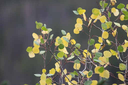承前啟后蓄勢待飛  高考沖刺語文復習建議