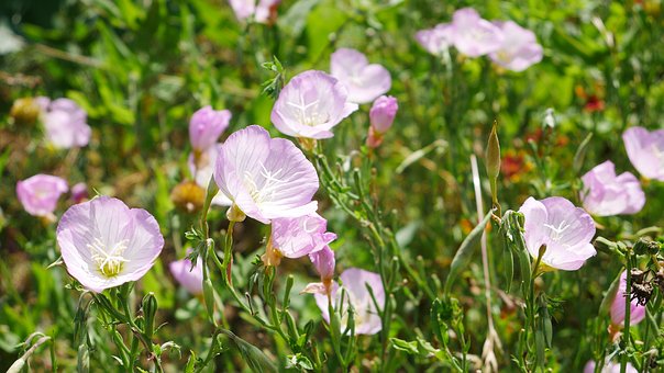 一年級語文教學中的輔導策略與學習興趣培養