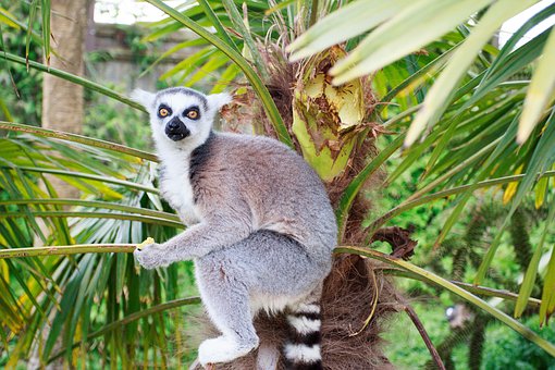 ��߳������ӳɿ��ČW�������c����