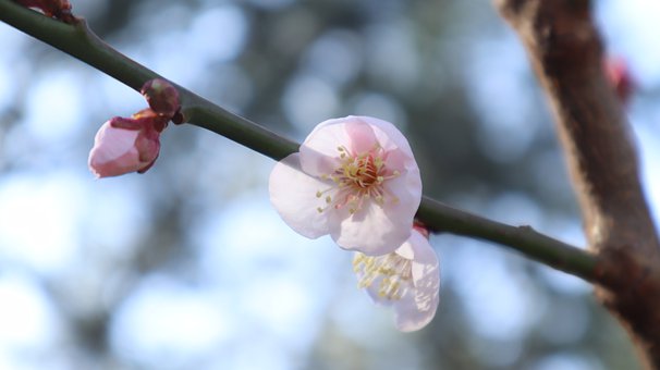 小學語文閱讀:從“讀過”到“讀懂”的實用方法
