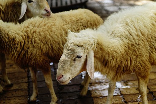 專(zhuān)家指導(dǎo):中考作文滿(mǎn)分五大技巧