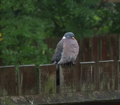 孩子在學校愛打架惹事怎么辦