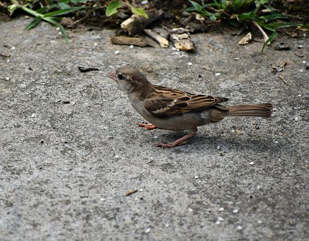 高中生打罵父母:叛逆期的表現(xiàn)與解決方法