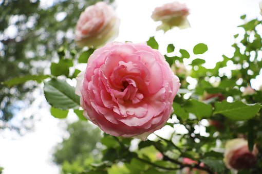 Ӣ�Z��������ُ�(f��)��(x��)����ԭ�t