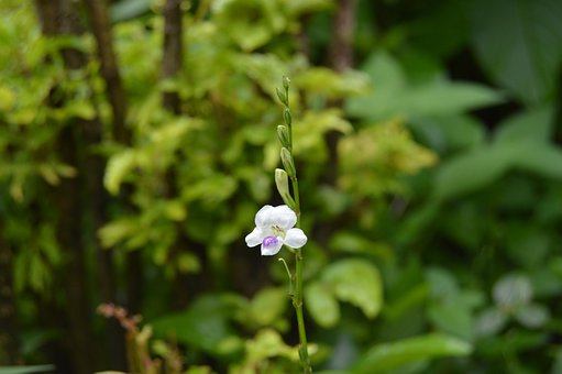 ���������Ƿ�������L