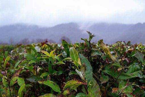 青春期女孩的教育指南