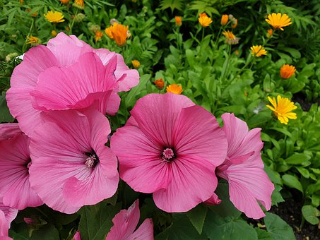 LοДҽώmmԼĺ