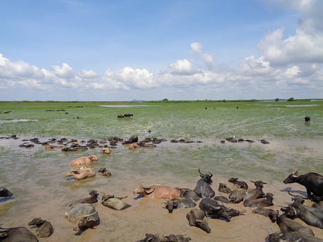 六年級語文復習的深層邏輯:從知識整理到素養(yǎng)培育的轉(zhuǎn)型之路