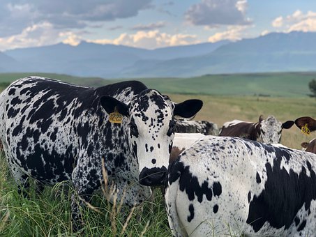 從傳統文化看中國家族企業