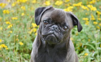 第三種方法是轉移孩子的情緒。年齡小的孩子...