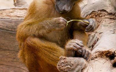 �Pע���ӵČW�������ԡ�