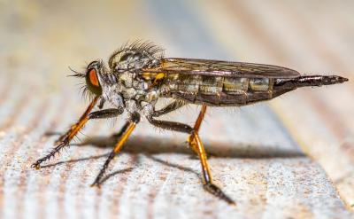 �ƶ��W��Ӌ��