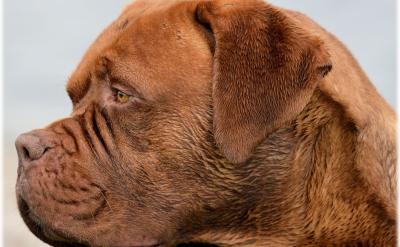 ��ͥ�����ķ���