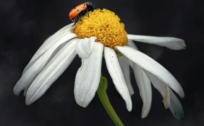 五、拓展有趣味。讀后廣聯(lián)系