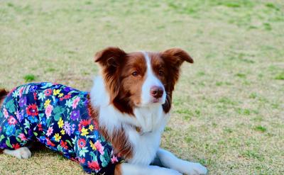 兒童抑郁癥的定義和分類