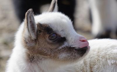 回答文綜大題時,可以貫徹“多寫、多分點(diǎn)、...