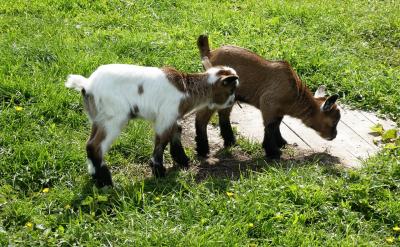 Ҫ�ø߷������M�ֲ��H��Ҫ���⼚��(ji��)����Ҫվ...