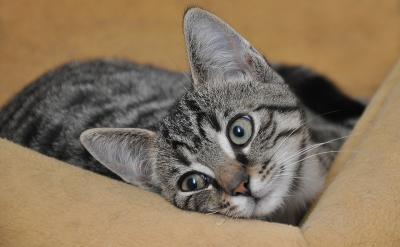 三、誠實的種子,種在心田