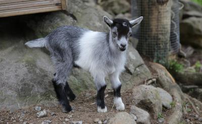 &ldquo;�����҈���һ��Ӣ�Z�o���࣬�ʂ��...