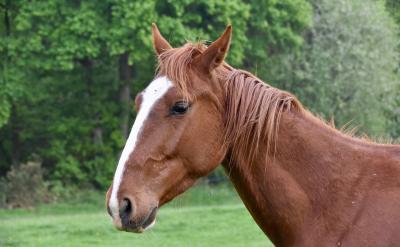 篇5:高考語文復習策略與技巧