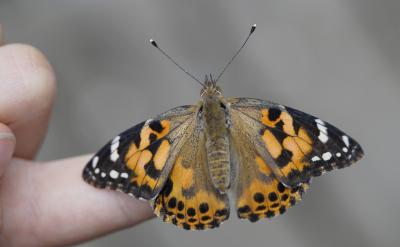 1、用不同顏色筆標(biāo)注計算錯誤和思路錯誤