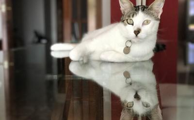 注重口語練習:通過模仿和跟讀的方式,讓孩...