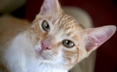 (3)歌中唱道:“國是我的國,家是我的家,...