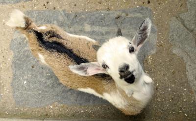 篇5:高考復(fù)習(xí)沖刺計劃